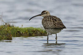 Eurasian Whimbrel