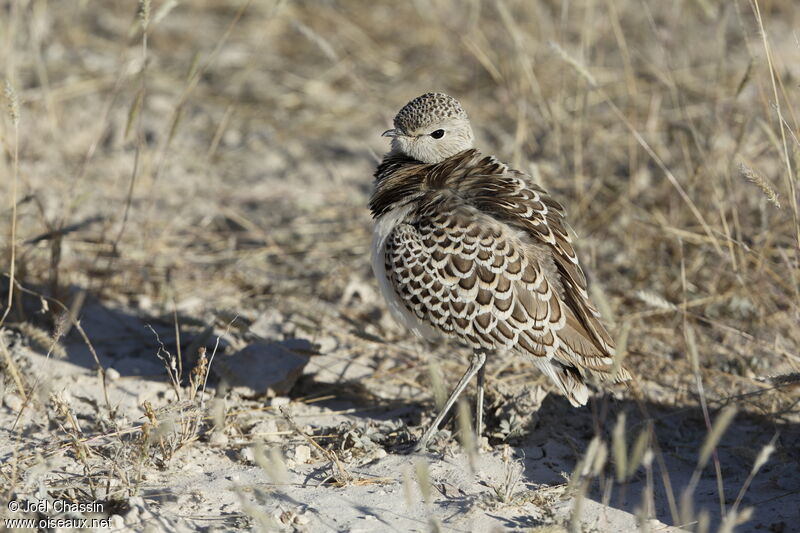 Double-banded Courser, identification, walking