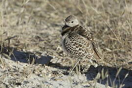 Double-banded Courser