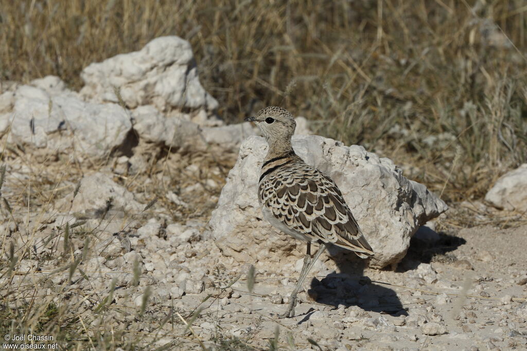 Courvite à double collier, identification