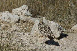 Double-banded Courser