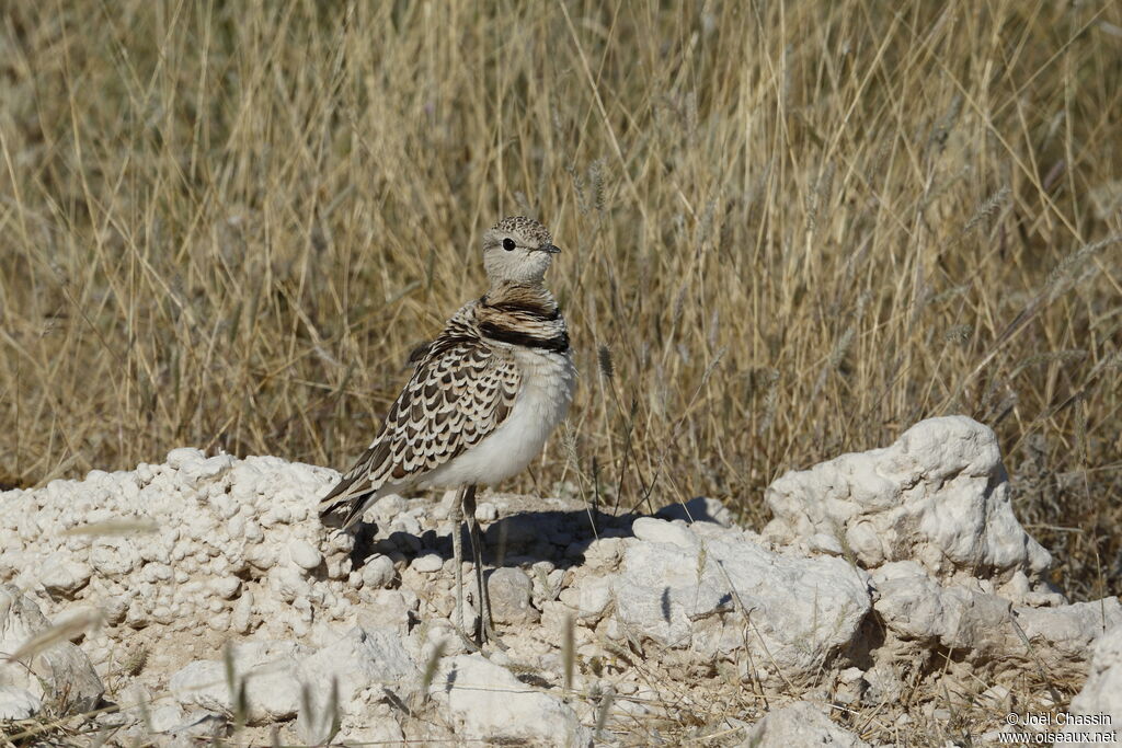 Courvite à double collier, identification