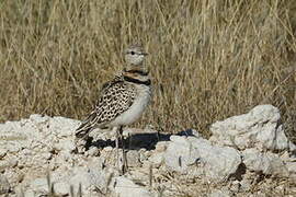 Double-banded Courser