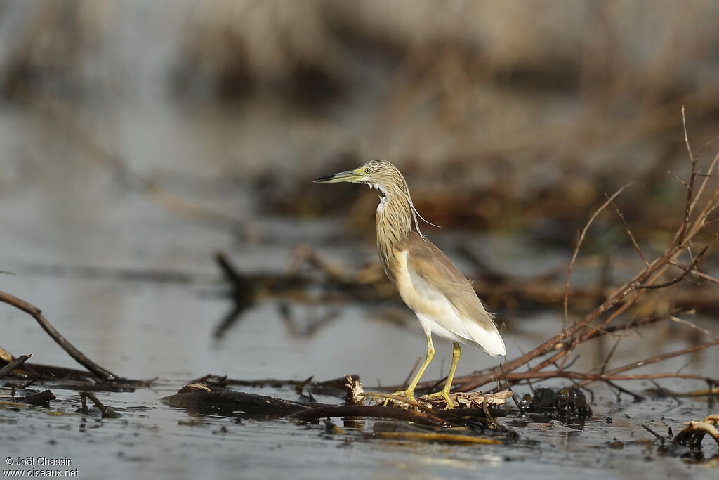 Squacco Heron, identification