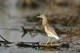 Squacco Heron