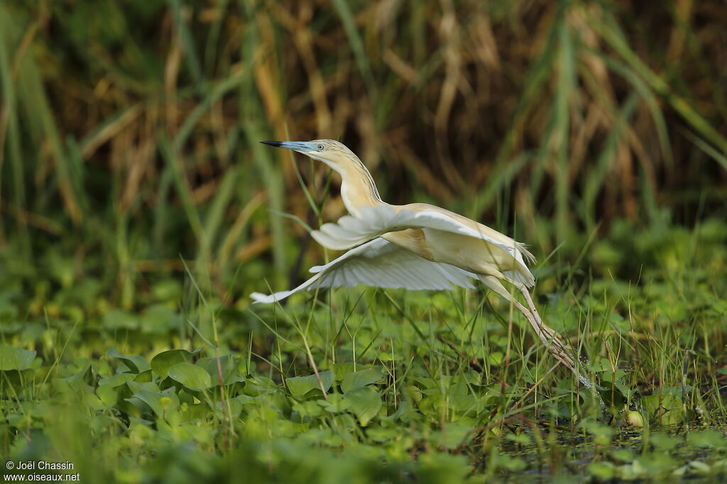 Squacco Heron