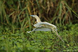 Squacco Heron