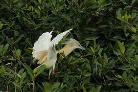 Squacco Heron