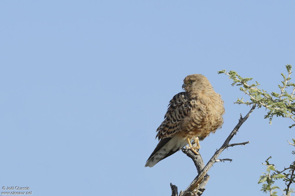 Greater Kestrel, identification