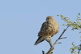 Greater Kestrel