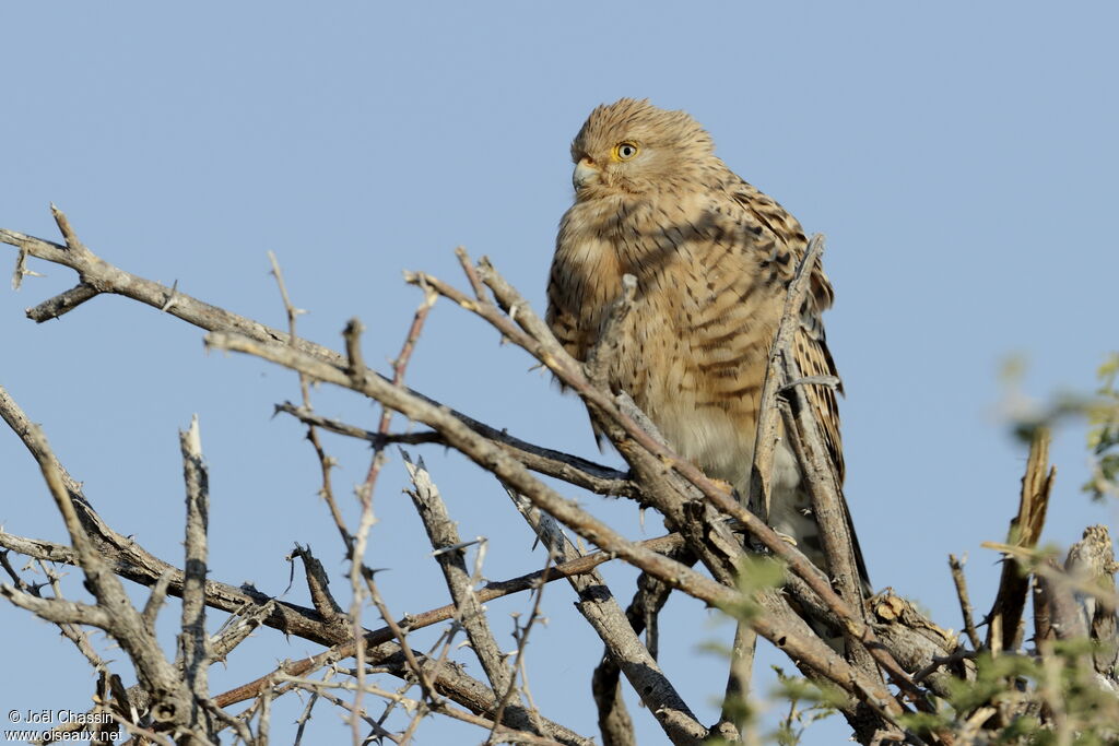 Greater Kestrel, identification