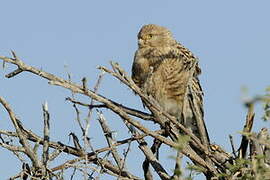 Greater Kestrel