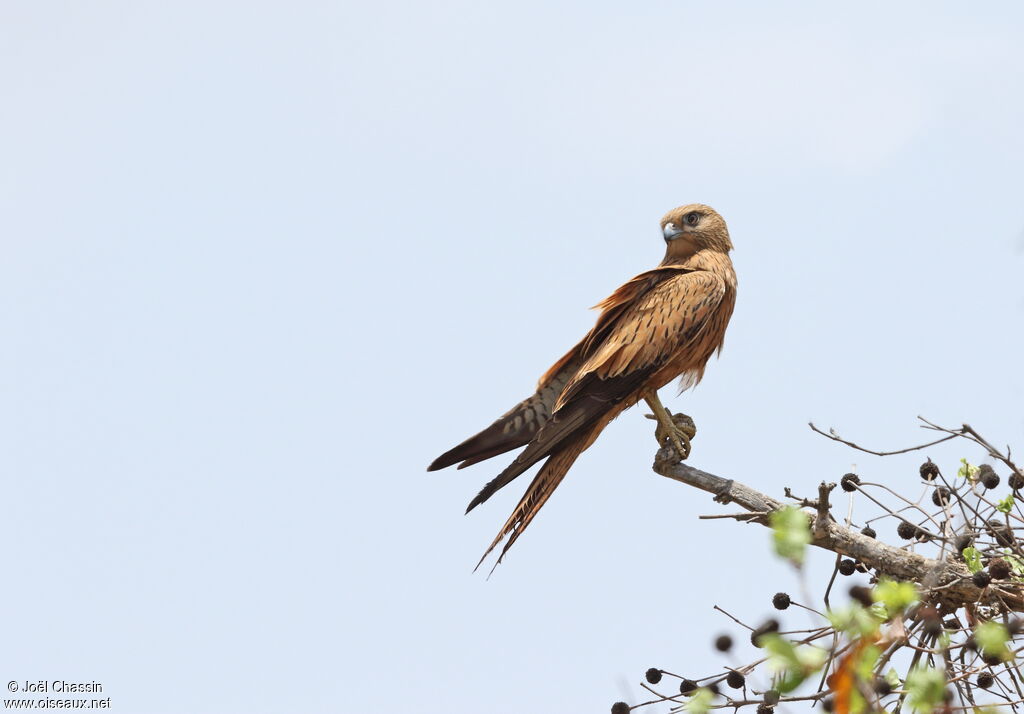 Fox Kestrel