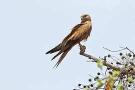 Fox Kestrel