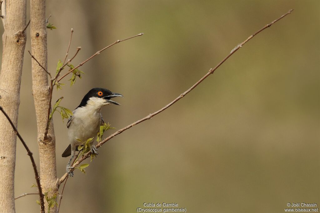 Northern Puffback male, identification