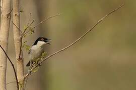 Northern Puffback