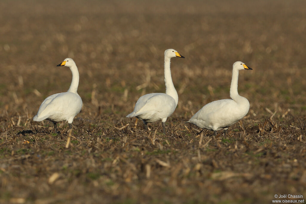 Whooper Swan, walking