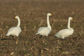 Cygne chanteur