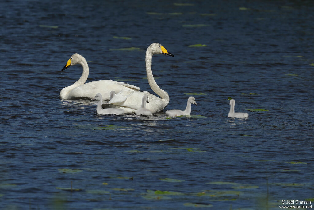 Whooper Swan