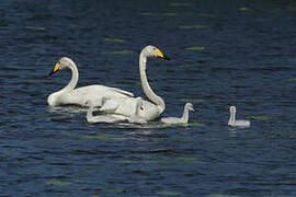 Whooper Swan