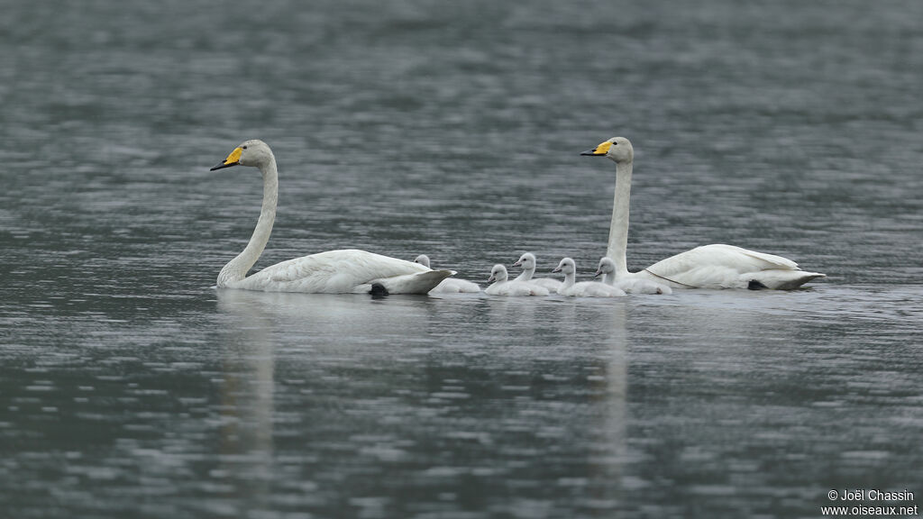 Whooper Swan