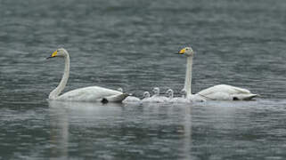 Cygne chanteur