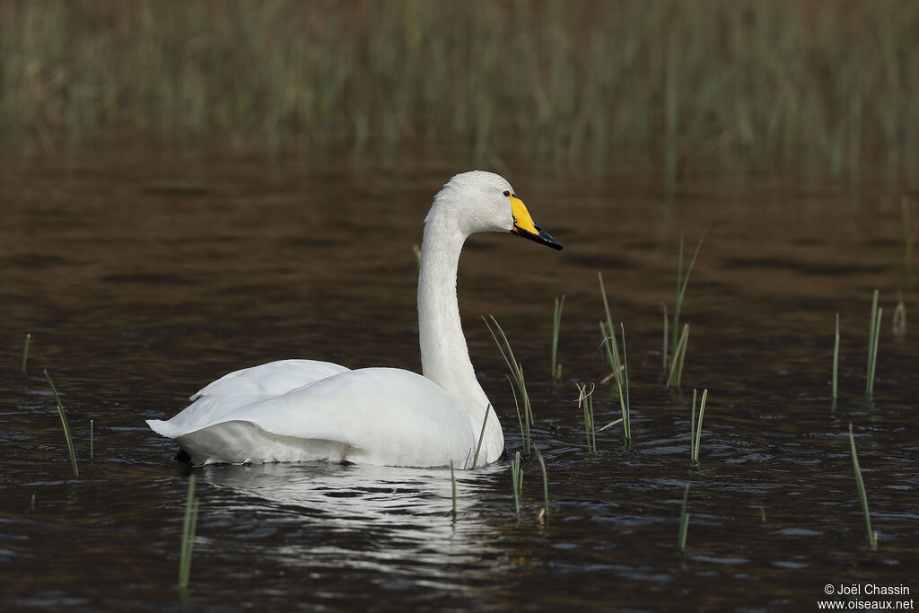 Cygne chanteur