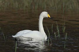 Cygne chanteur