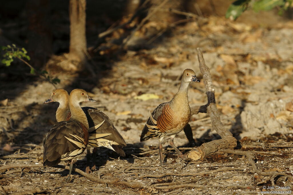 Plumed Whistling Duck, identification