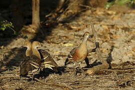 Plumed Whistling Duck