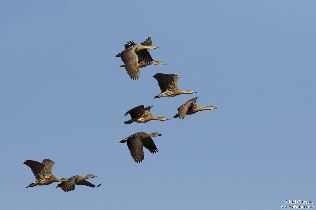 Plumed Whistling Duck, Flight