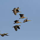 Dendrocygne d'Eyton