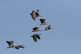 Plumed Whistling Duck