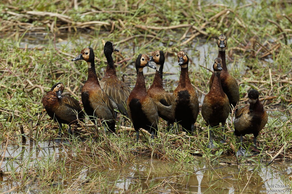 White-faced Whistling Duck