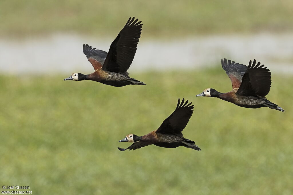 White-faced Whistling Duck, Flight