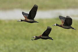 White-faced Whistling Duck