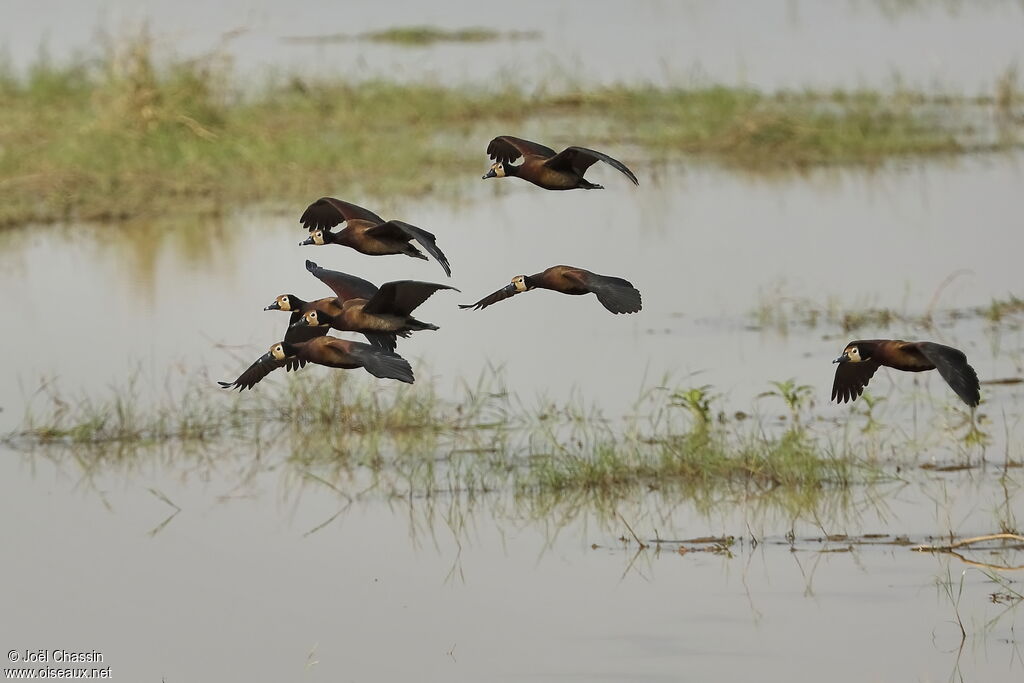 White-faced Whistling Duck, Flight