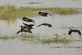 White-faced Whistling Duck