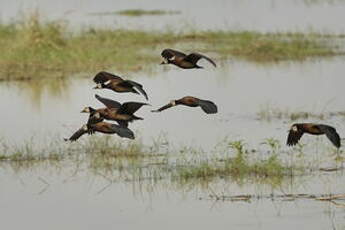 Dendrocygne veuf