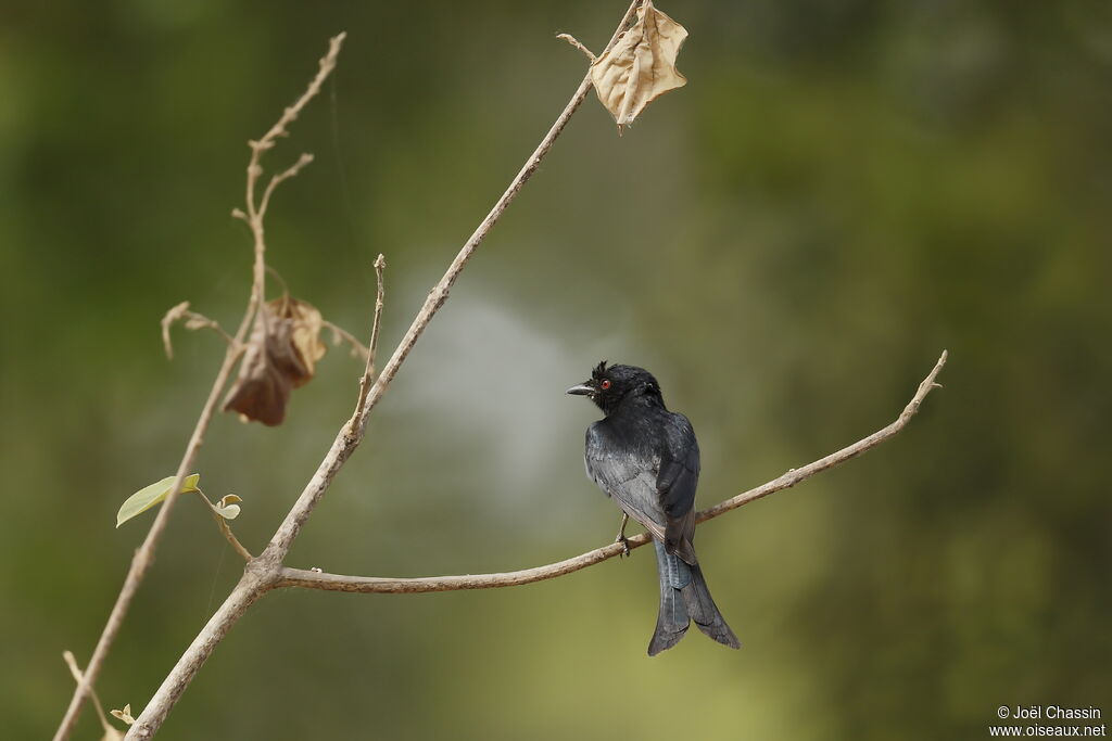 Drongo brillant, identification