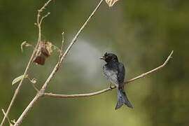 Fork-tailed Drongo