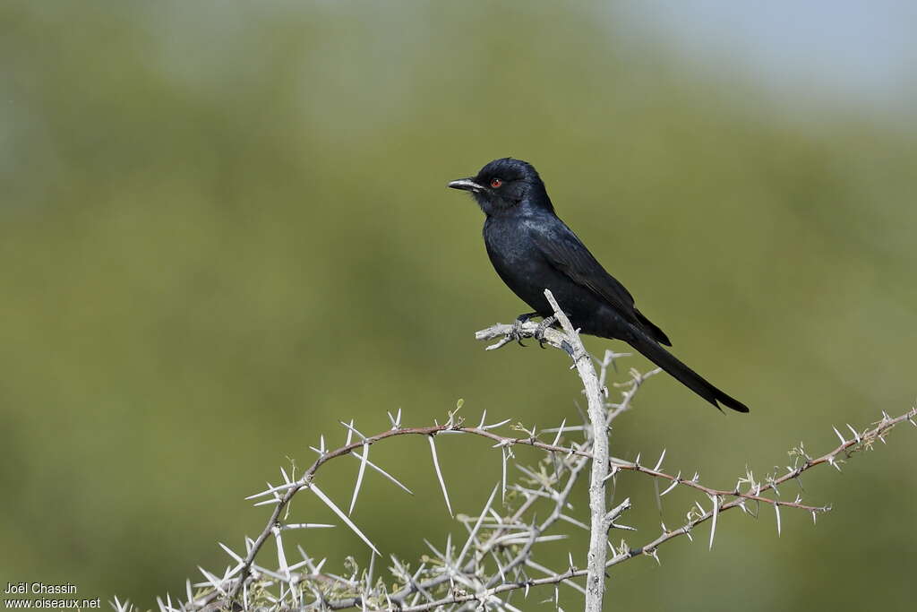 Fork-tailed Drongoadult, identification