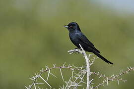 Fork-tailed Drongo