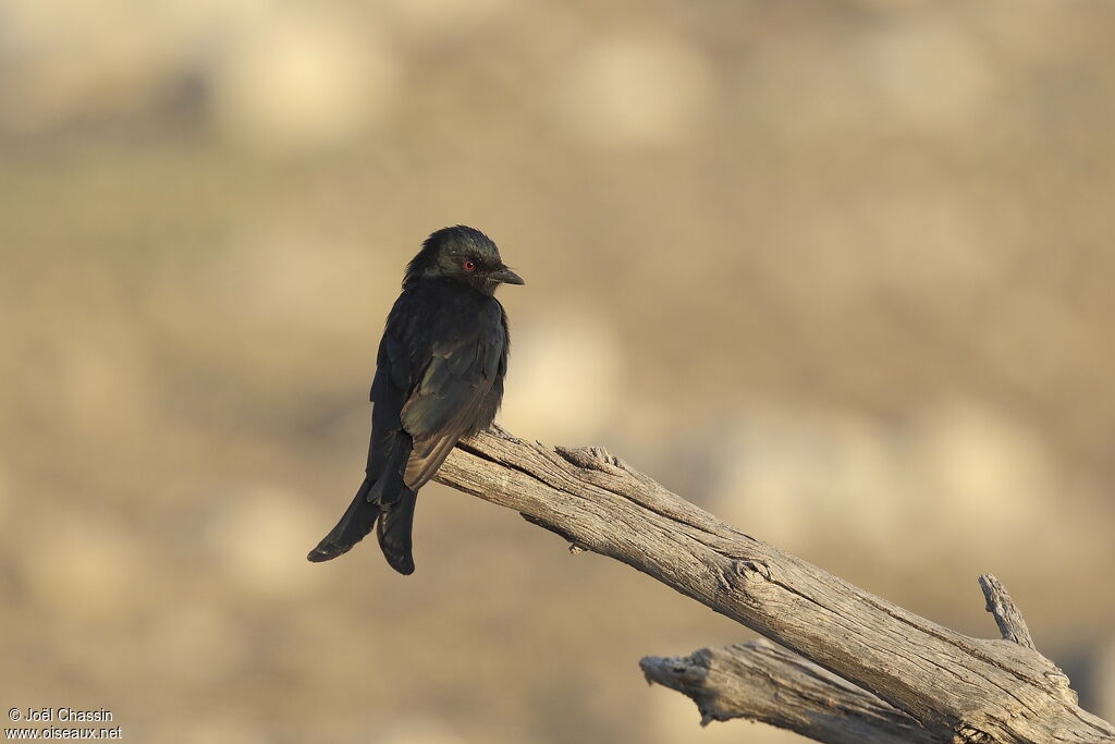 Fork-tailed Drongo, identification