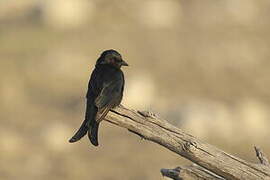 Fork-tailed Drongo