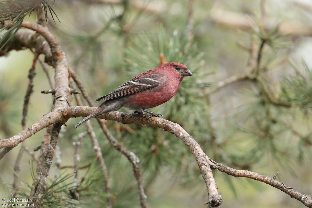 Pine Grosbeak male