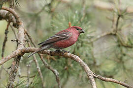 Pine Grosbeak