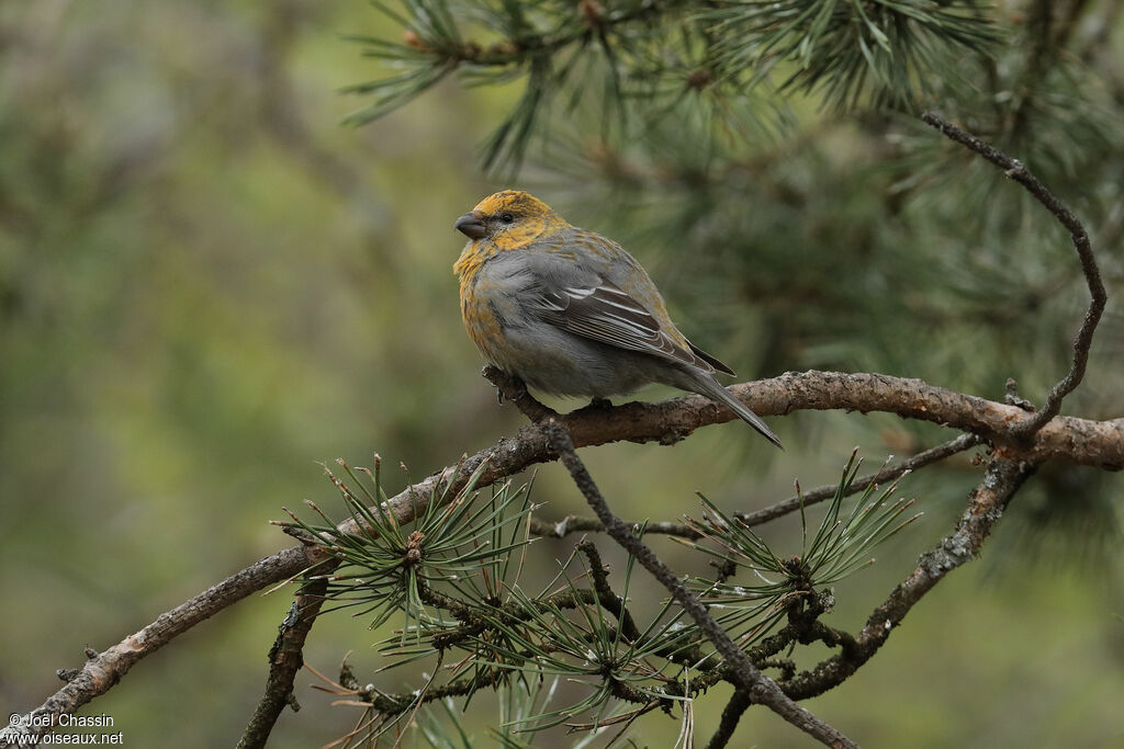 Pine Grosbeak female