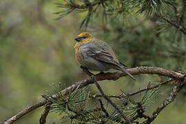 Pine Grosbeak