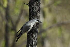 White-bellied Cuckooshrike